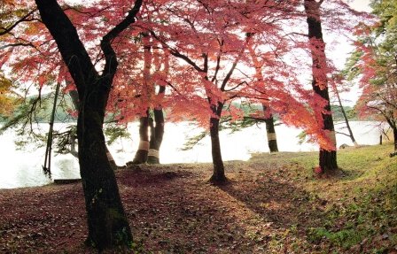 南湖公園の紅葉