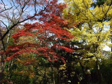 翠ヶ丘公園の紅葉