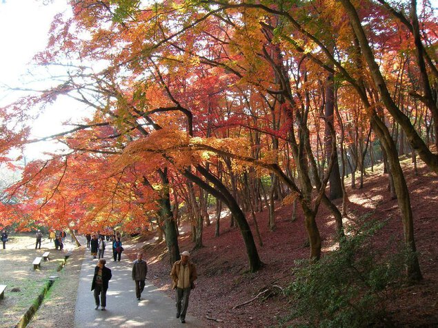 修善寺自然公園 もみじ林の紅葉