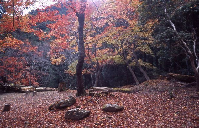 吉野山(上千本)の紅葉