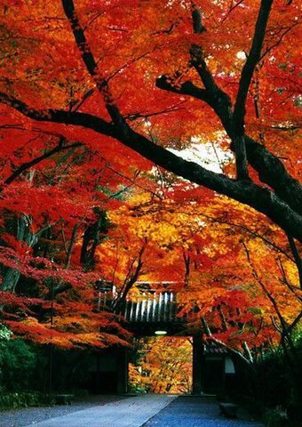 光明寺の紅葉