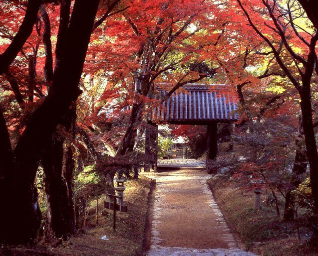 秋月城跡周辺の紅葉