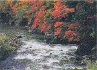 夏井川渓谷の紅葉