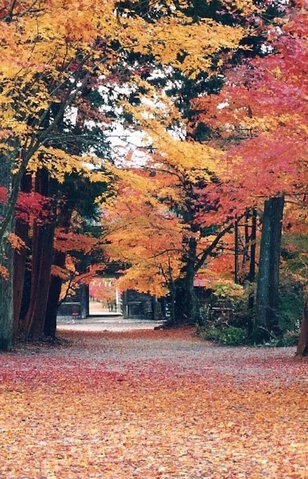 大矢田もみじ谷(大矢田神社)