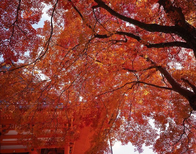 箕面(勝尾寺)の紅葉
