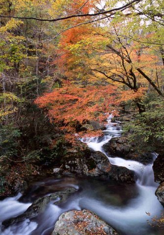 赤西渓谷の紅葉