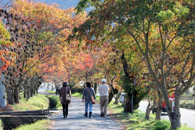 柳坂曽根の櫨並木の紅葉