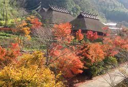 重源の郷の紅葉
