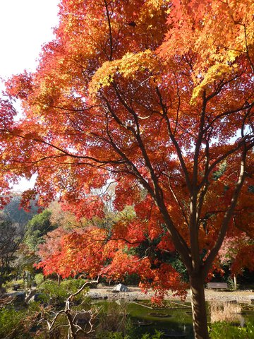 横浜市立金沢動物園の紅葉