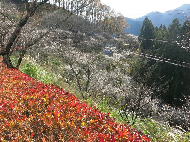 桜山公園の紅葉