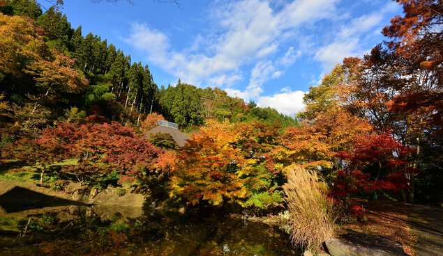 古今伝授の里フィールドミュージアムの紅葉