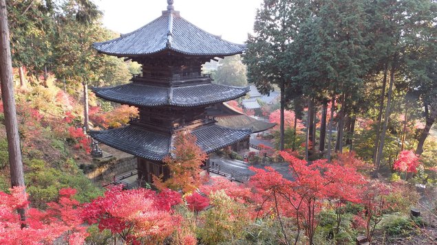 常楽寺(湖南三山)の紅葉
