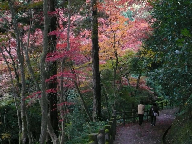 加茂山公園の紅葉