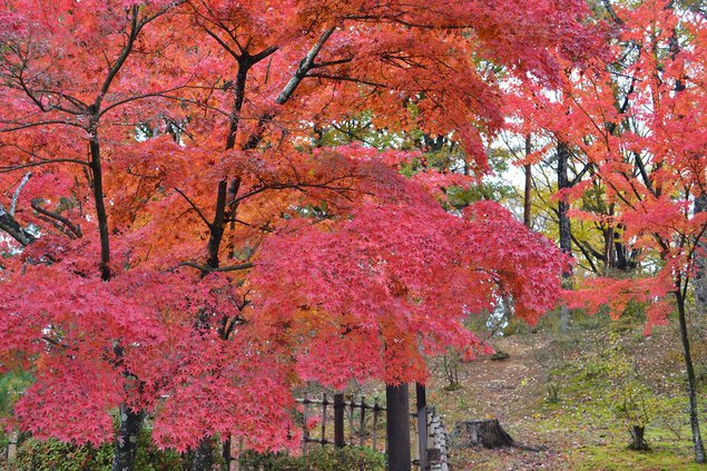 須賀川牡丹園の紅葉