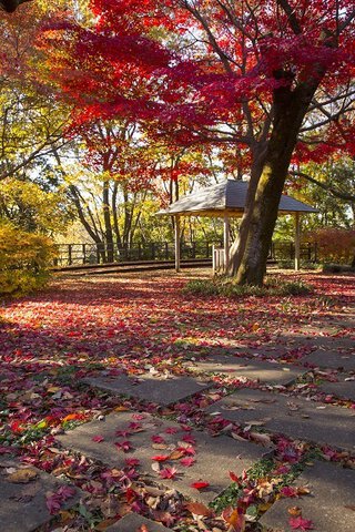 生田緑地の紅葉