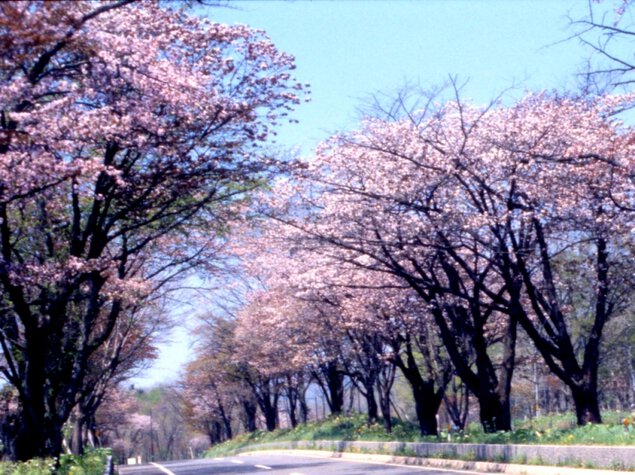 桜の画像 原寸画像検索