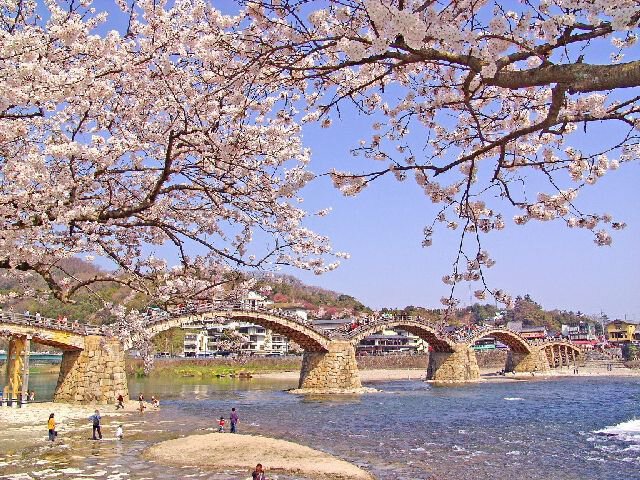 錦帯橋のサクラ