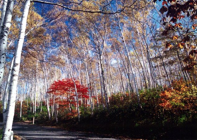 平庭高原の紅葉