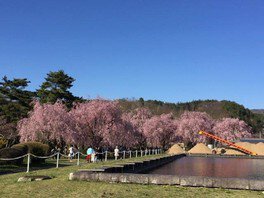 米内浄水場の桜【花見不可】