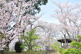 あけぼの山公園の桜