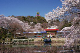 【桜・見ごろ】日本モンキーパーク
