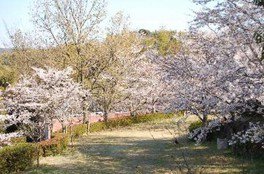 【桜・見ごろ】高田濃施山公園