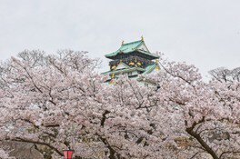 【桜・見ごろ】大阪城公園