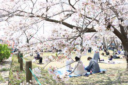 神之池緑地公園の桜
