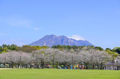 【桜・見ごろ】鹿児島県立吉野公園