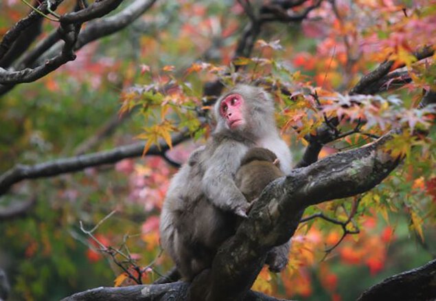 高崎山自然動物園の紅葉