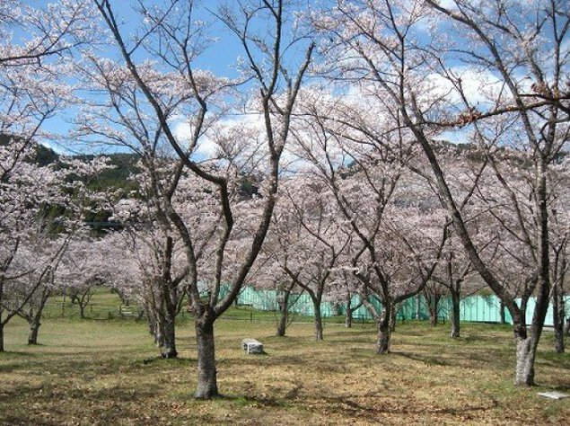 【桜・見ごろ】田の原公園