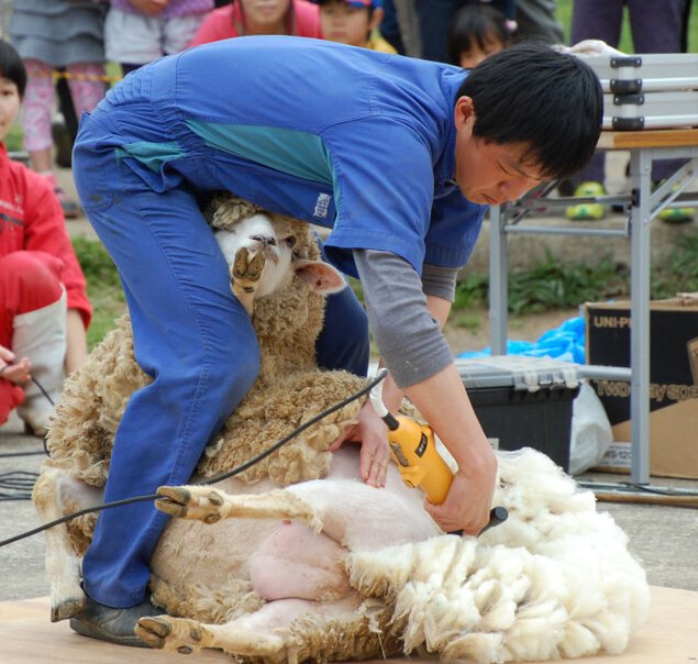 羊の毛刈りショー（4月）