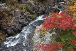鳩ノ巣小橋から渓谷の紅葉を眺めることができる