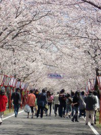 桜並木の遊歩道が花見客で賑わう
