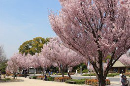 さわやかな東海桜が来園者の目を楽しませる