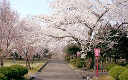 美山公園の桜