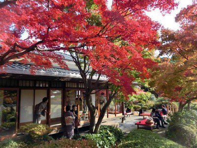 神戸市立須磨離宮公園の紅葉