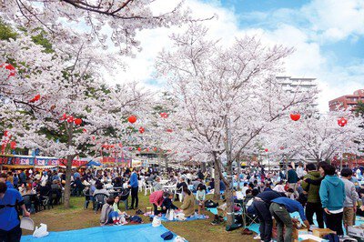 西公園の桜(宮城県)