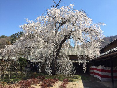 【桜・見ごろ】豪商田中本家　日本庭園のしだれ桜