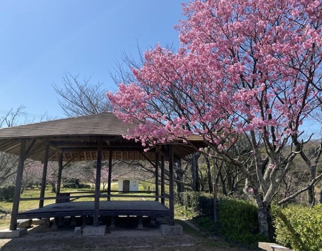 【桜・見ごろ】金毘羅山公園