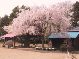 福島県三春町の滝桜の苗を移植した桜