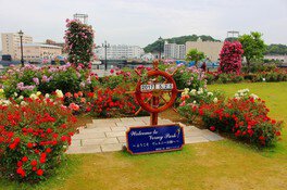 【花・見ごろ】ヴェルニー公園のバラ