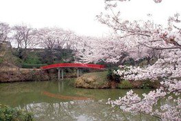 【桜・見ごろ】水間公園
