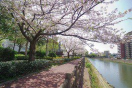 【桜・見ごろ】甲突川左岸・右岸緑地