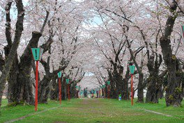 メイン通りにある染井吉野の桜トンネル