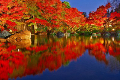 姫路城西御屋敷跡庭園 好古園の紅葉