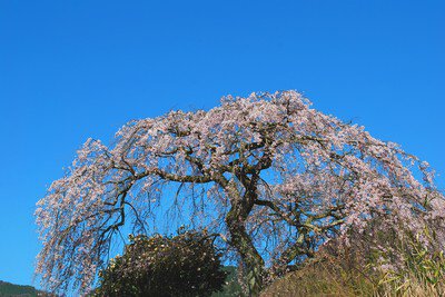 西山興隆寺の桜