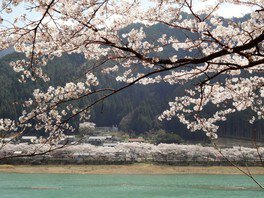 【桜・見ごろ】八坂湖畔