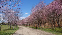 苫小牧市緑ヶ丘公園の桜