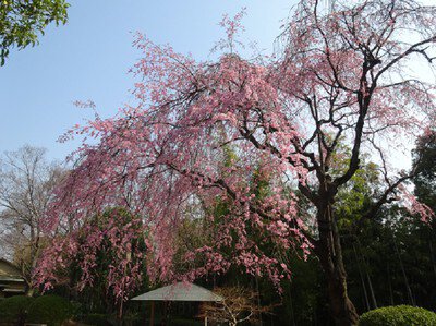 戸定邸の桜